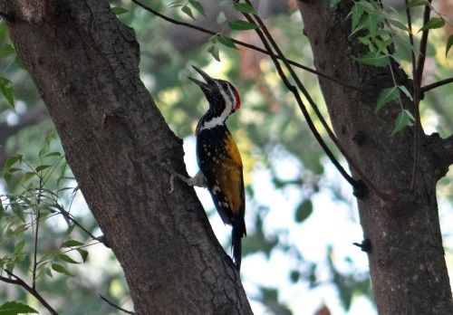 black-rumped flameback dinopium benghalense golden-backed woodpecker