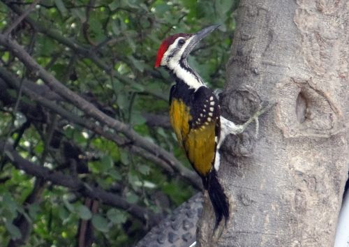 black-rumped flameback woodpecker dinopium benghalense