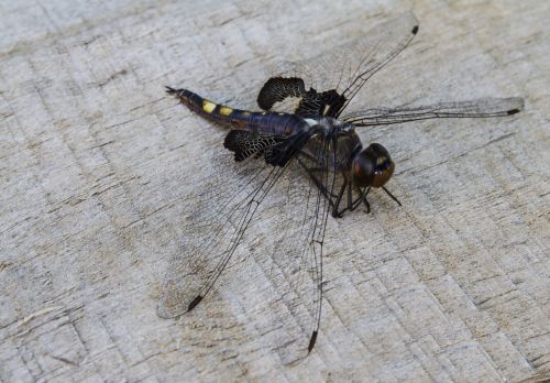 black saddlebags tramea lacerata dragonfly