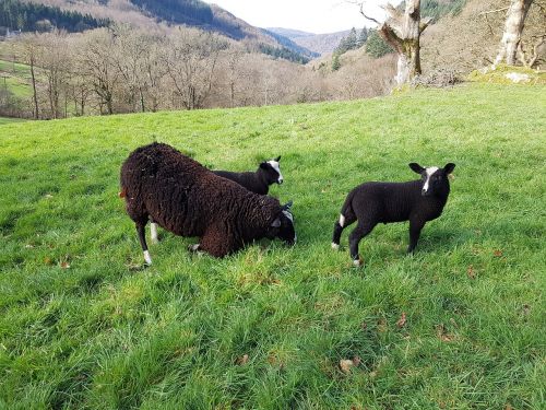 black sheep lamb countryside