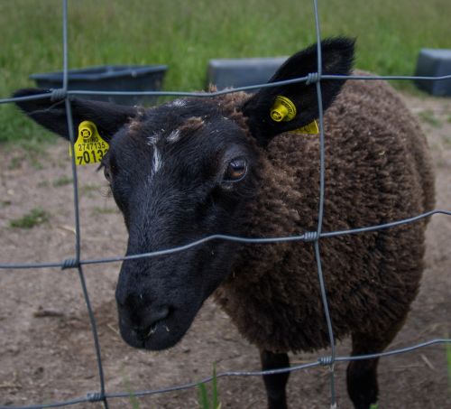 black sheep sheep fenced
