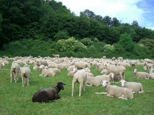 black sheep sheep flock of sheep