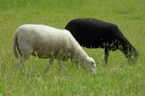 black sheep sheep white