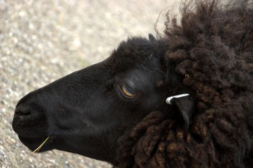black sheep eye countryside
