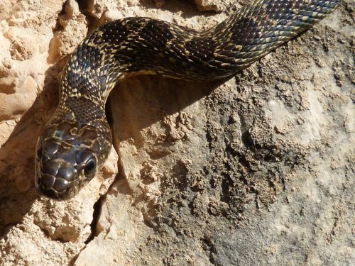 black snake snake threat