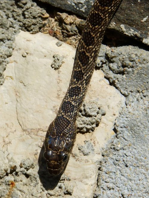 black snake snake threat