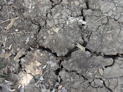 black soil dry dried