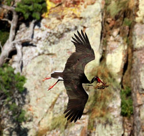 black stork bird nest