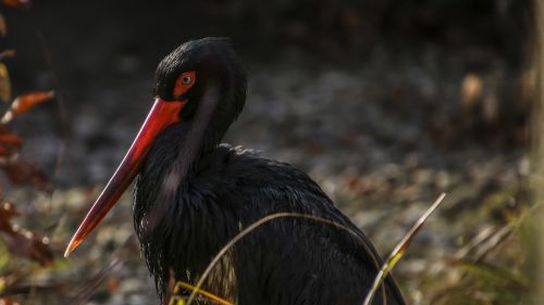 black stork stork bird