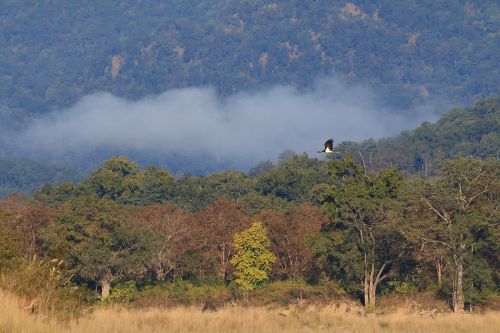 black stork misty forest corbett