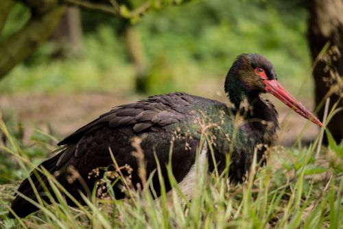 black stork bird rarely