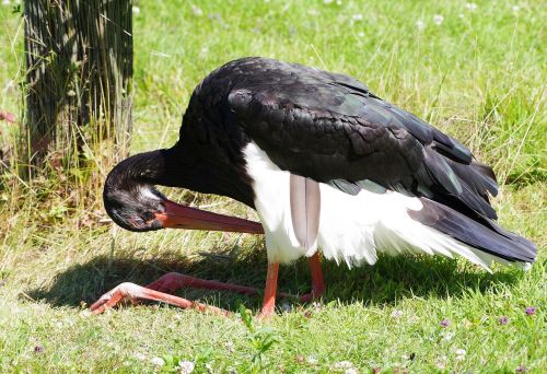 black stork ciconia nigra tallinn zoo