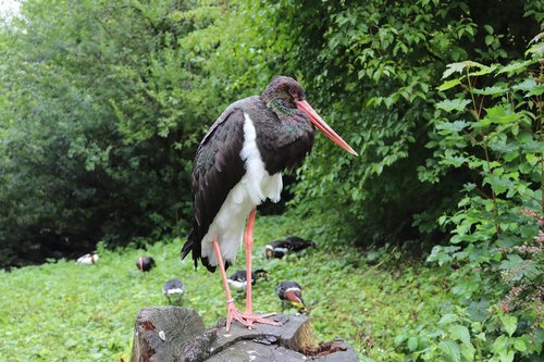 black stork  bird  bill