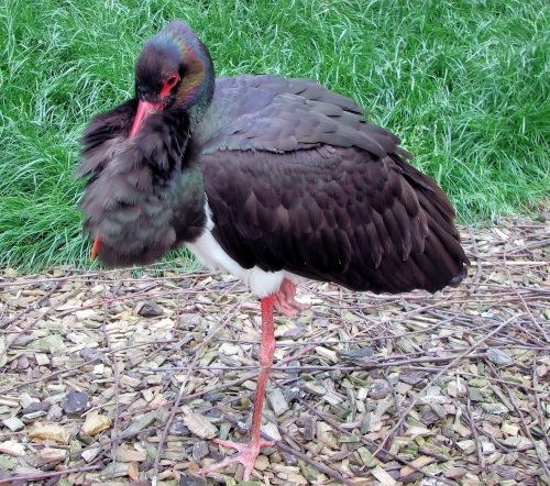 black stork wildlife bird