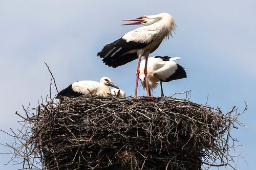 black storks  wildberg  nature
