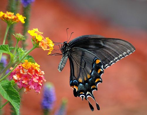 black swallowtail butterfly swallowtail