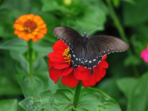 black swallowtail zinnia flower