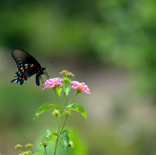 black swallowtail butterfly insect butterfly