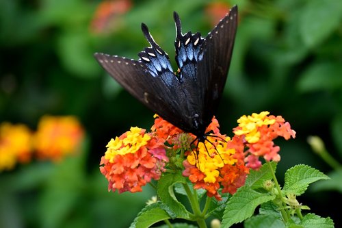 black swallowtail butterfly  garden  insect
