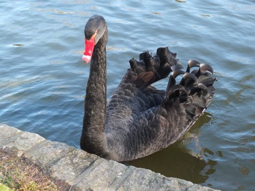 black swan swan animal