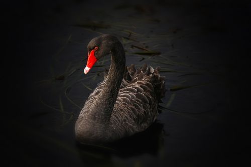black swan lake pupuke cygnus atratus