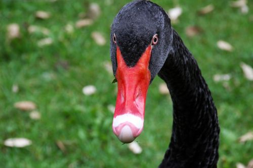 black swan volatile red beak