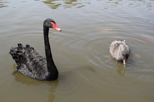 black swan park leisure