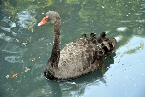 black swan long neck swimming