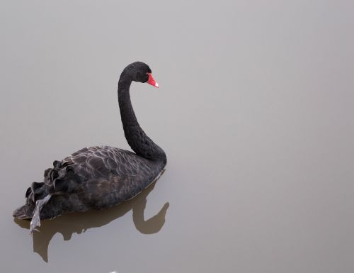 black swan swan swan on the lake