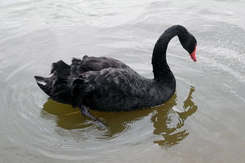 black swan swan bird