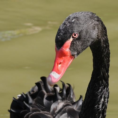 black swan bird animal