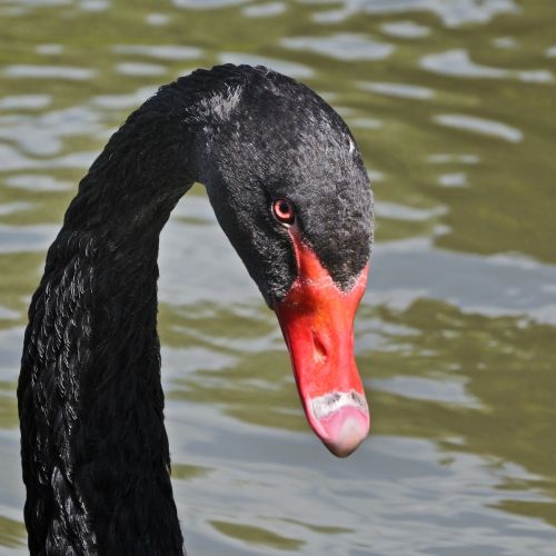 black swan bird animal