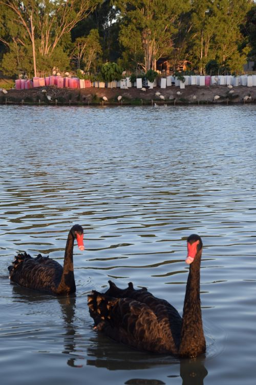 black swan lake queensland