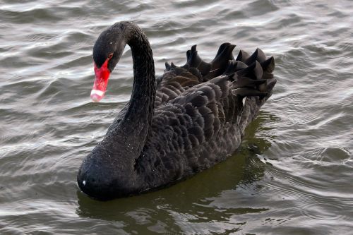 black swan swan animal