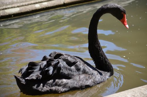 black swan pond urban nature