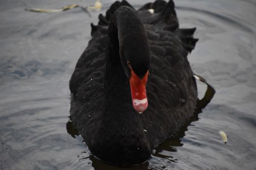 black swan close-up red mouth