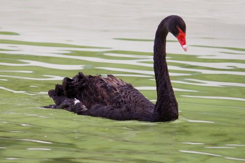 black swan nature animal world