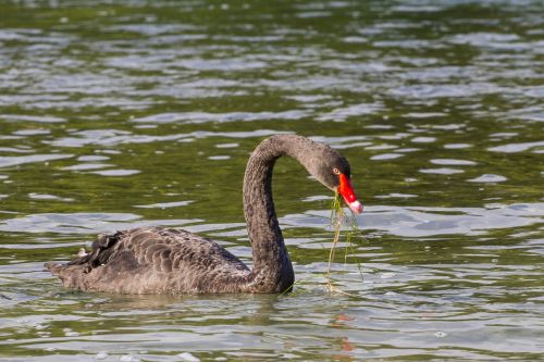 black swan mourning swan swan