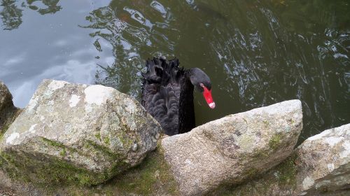 black swan pond sassi