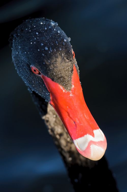 black swan red beak red eyes