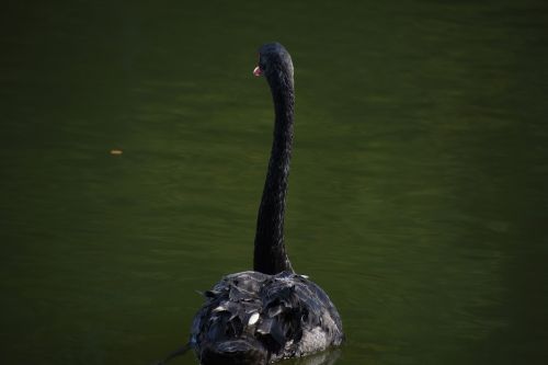 black swan waterfowl swim