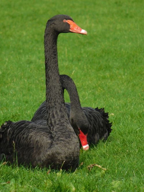 black swan black swans birds