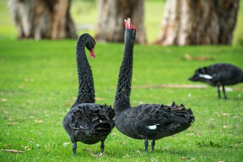 black swan swan goose