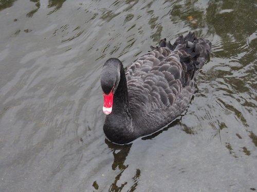 black swan  swan  water