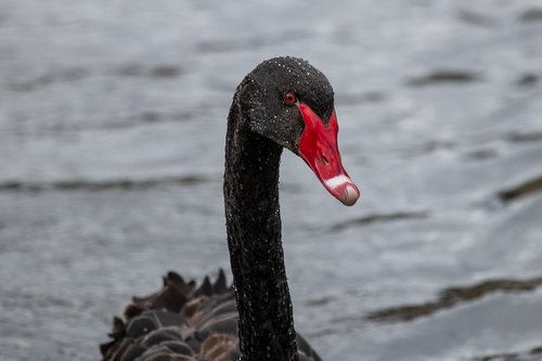 black swan  swan  wild