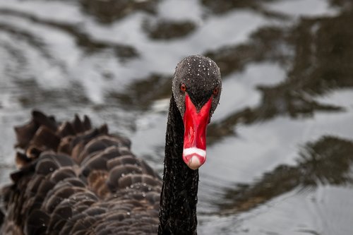 black swan  swan  wild