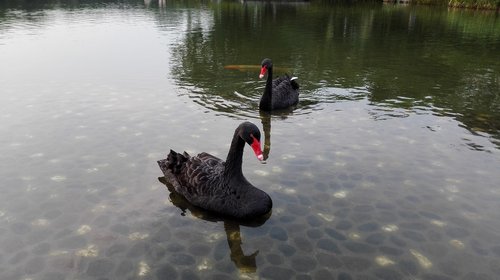black swan  birds  animal