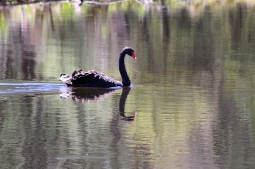 black swan  bird  australia