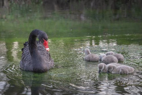 black swan  river  swan