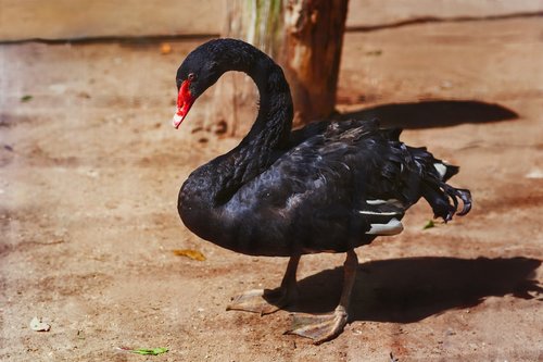 black swan  birds  zoograd
